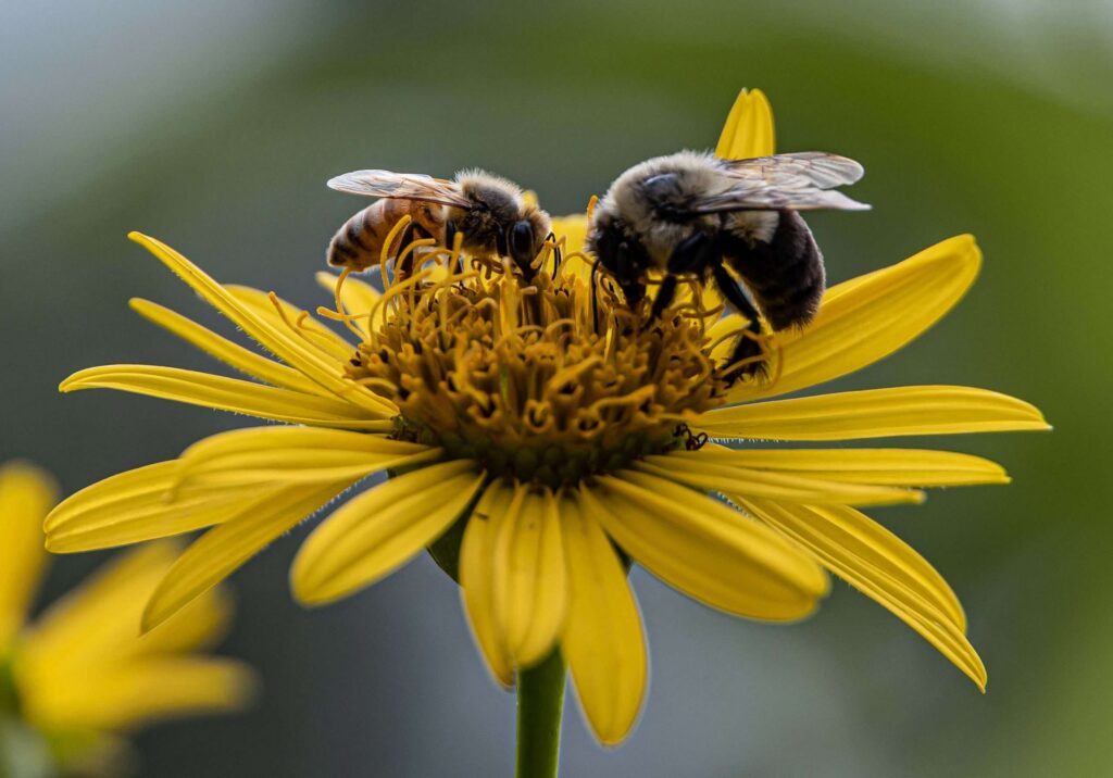 negative-space-bees-yellow-flower (1)