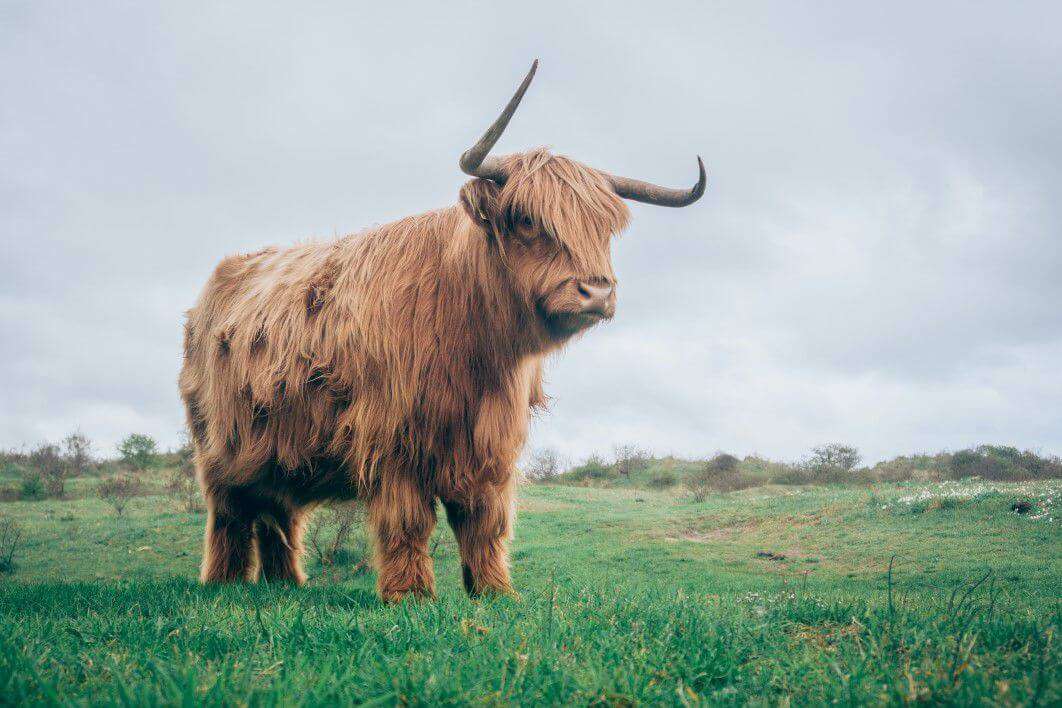 Exclusive: Florida’s largest ever Bull has been found