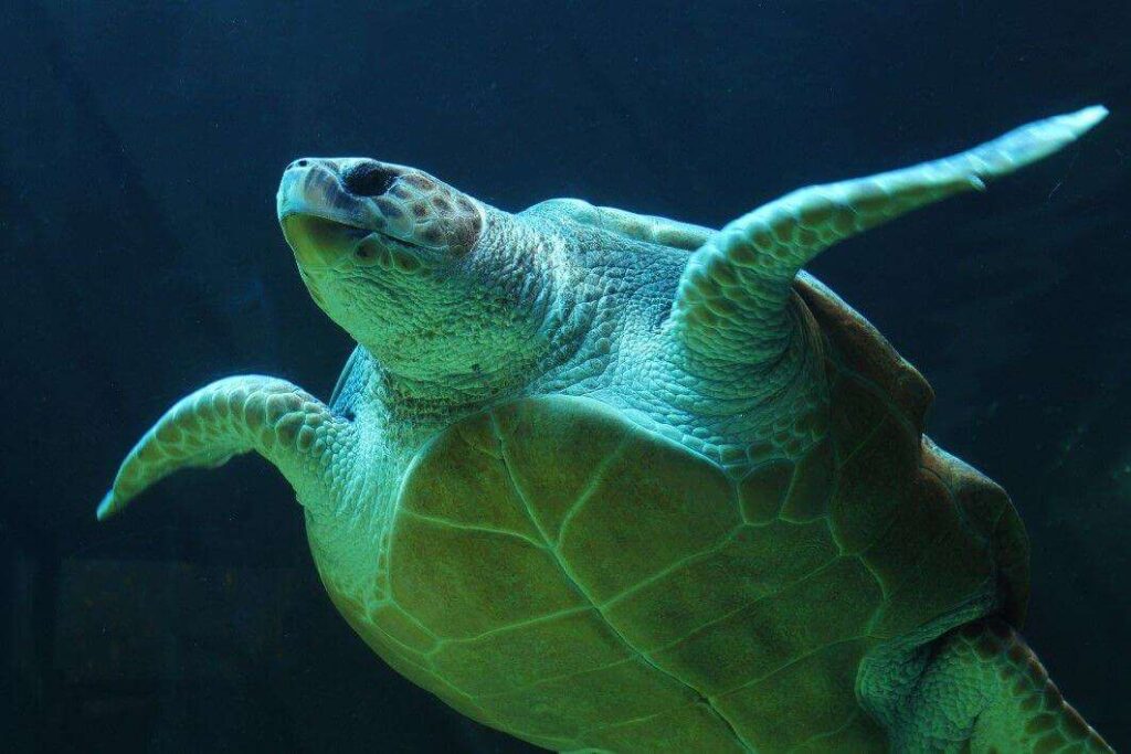 negative-space-underwater-sea-turtle-feldwick-davis-thumb-1