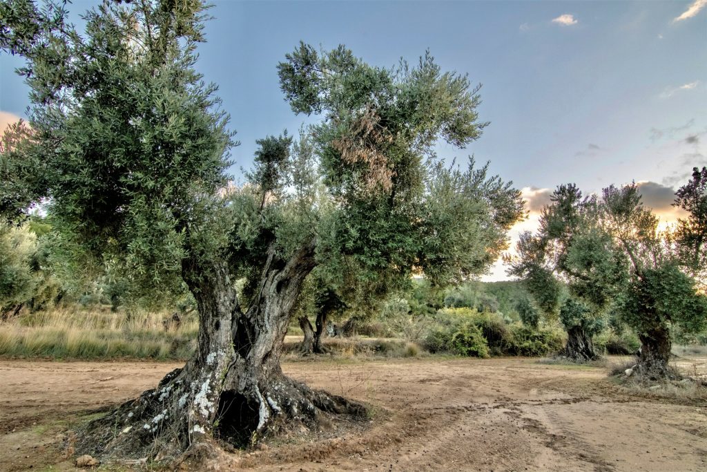 Catálogo imágenes oliveras singulares del Matarraña